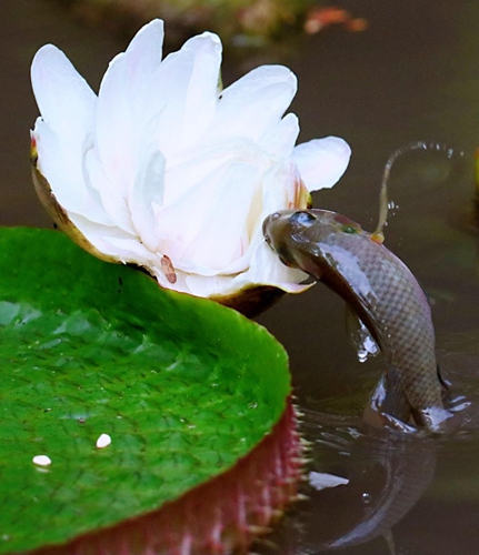 Photo taken on Aug. 30, 2022 shows a fish leaping about a giant waterlily flower at Zhujiang Park in Guangzhou, south China's Guangdong Province. (Xinhua)
