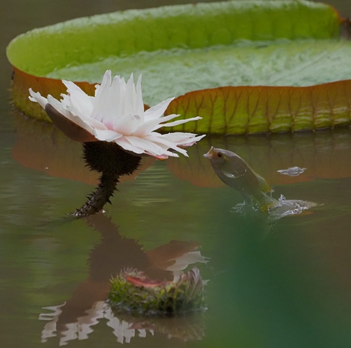 Photo taken on Aug. 30, 2022 shows a fish leaping about a giant waterlily flower at Zhujiang Park in Guangzhou, south China's Guangdong Province. (Xinhua)
