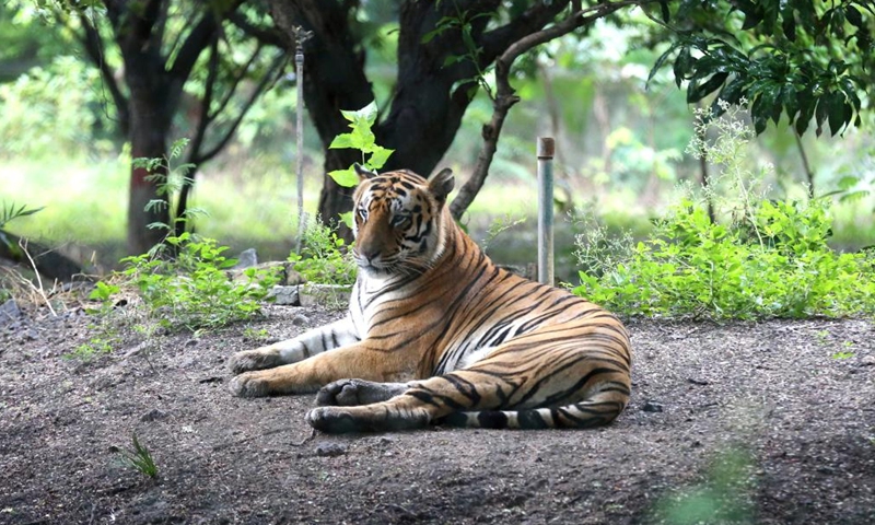 Photo taken on Sept. 4, 2022 shows a tigress resting at Kamla Nehru Zoological Park in Indore, 200 Km from Bhopal, capital of India's Madhya Pradesh state.Photo:Xinhua