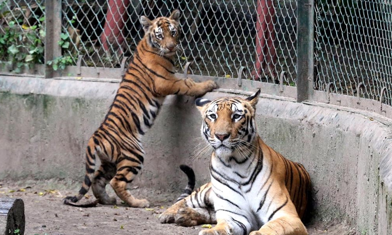 Photo taken on Sept. 4, 2022 shows a tigress with her cub at Kamla Nehru Zoological Park in Indore, 200 Km from Bhopal, capital of India's Madhya Pradesh state.Photo:Xinhua