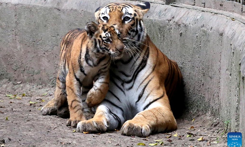 Photo taken on Sept. 4, 2022 shows a tigress with her cub at Kamla Nehru Zoological Park in Indore, 200 Km from Bhopal, capital of India's Madhya Pradesh state.Photo:Xinhua