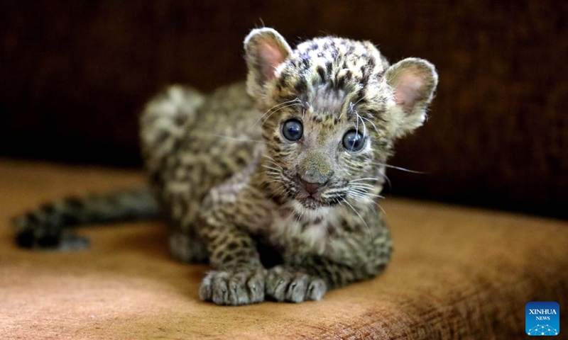 Photo taken on Sept. 4, 2022 shows a one-month-old leopard cub, rescued in the jungle, at Kamla Nehru Zoological Park in Indore, 200 Km from Bhopal, capital of India's Madhya Pradesh state.Photo:Xinhua