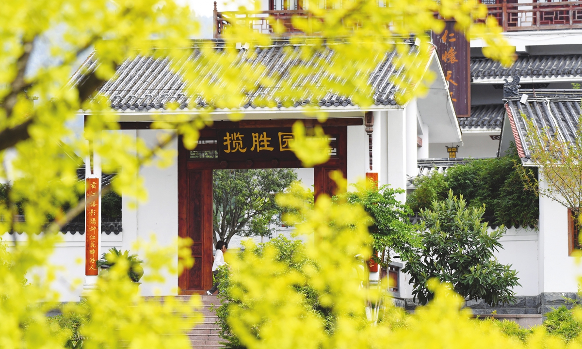 Ginkgo leaves turn yellow at the Nanzhu Forest Park in Renhuai, Southwest China's Guizhou Province on September 4, 2022. Photo: IC