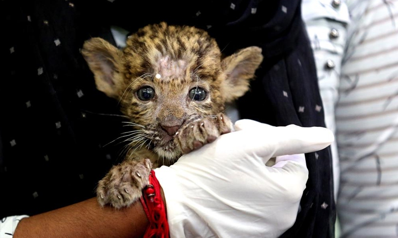 A caretaker holds a one-month-old leopard cub, rescued in the jungle, at Kamla Nehru Zoological Park in Indore, 200 Km from Bhopal, capital of India's Madhya Pradesh state, on Sept. 4, 2022.Photo:Xinhua