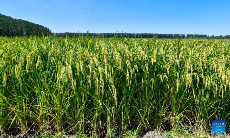 Photo taken on Sept. 6, 2022 shows the giant rice, a variety of hybrid rice, in Dongbaizhuang Village of Dongjituo Township, Ninghe District of north China's Tianjin. About 100 mu (about 6.67 hectares) of the giant rice was sown in late May and is expected to enter the harvest season in October.(Photo: Xinhua)