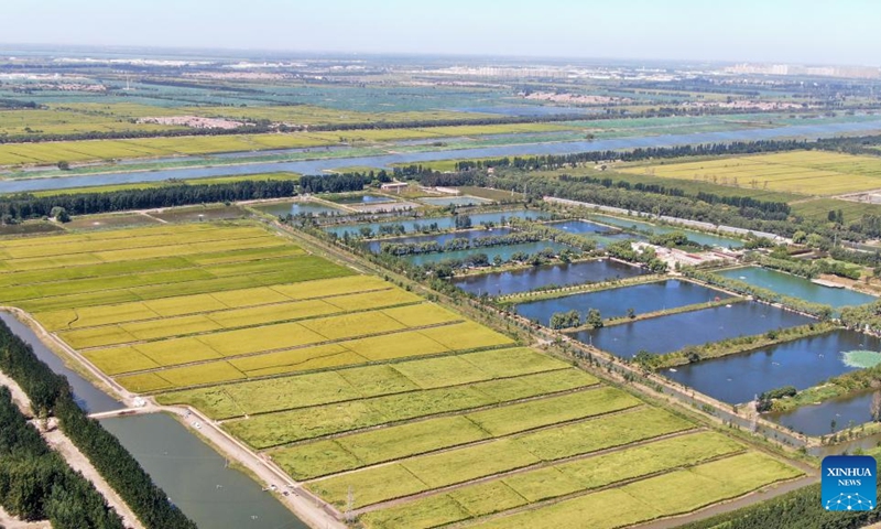 Aerial photo taken on Sept. 6, 2022 shows the giant rice, a variety of hybrid rice, in Dongbaizhuang Village of Dongjituo Township, Ninghe District of north China's Tianjin. About 100 mu (about 6.67 hectares) of the giant rice was sown in late May and is expected to enter the harvest season in October.(Photo: Xinhua)