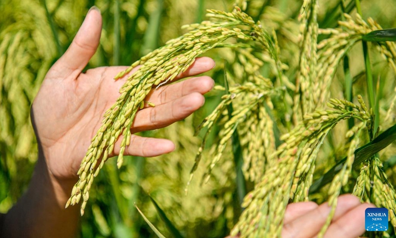 A staff member shows the giant rice, a variety of hybrid rice, in Dongbaizhuang Village of Dongjituo Township, Ninghe District of north China's Tianjin, Sept. 6, 2022. About 100 mu (about 6.67 hectares) of the giant rice was sown in late May and is expected to enter the harvest season in October.(Photo: Xinhua)