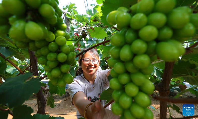 A farmer checks grapes at a greenhouse in Dingjiafang Town of Faku County in Shenyang, northeast China's Liaoning Province, Sept. 6, 2022. More than 3,500 mu (about 233 hectares) of grapes in Dingjiafang Town have entered the harvest season recently. (Xinhua/Yang Qing)