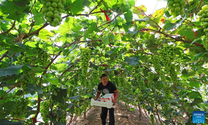 A farmer harvests grapes at a greenhouse in Dingjiafang Town of Faku County in Shenyang, northeast China's Liaoning Province, Sept. 6, 2022. More than 3,500 mu (about 233 hectares) of grapes in Dingjiafang Town have entered the harvest season recently. (Xinhua/Yang Qing)