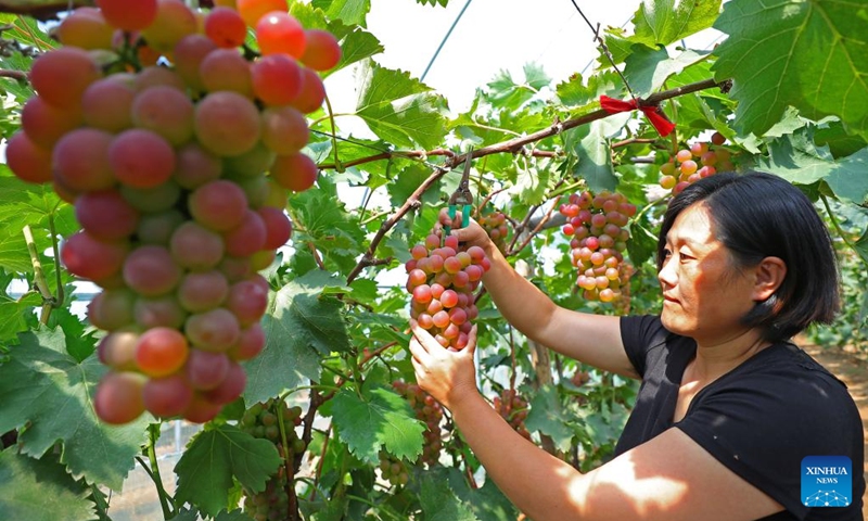 A farmer harvests grapes at a greenhouse in Dingjiafang Town of Faku County in Shenyang, northeast China's Liaoning Province, Sept. 6, 2022. More than 3,500 mu (about 233 hectares) of grapes in Dingjiafang Town have entered the harvest season recently. (Xinhua/Yang Qing)