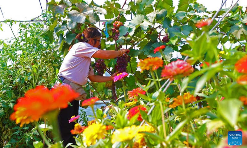 A farmer harvests grapes at a greenhouse in Dingjiafang Town of Faku County in Shenyang, northeast China's Liaoning Province, Sept. 6, 2022. More than 3,500 mu (about 233 hectares) of grapes in Dingjiafang Town have entered the harvest season recently. (Xinhua/Yang Qing)