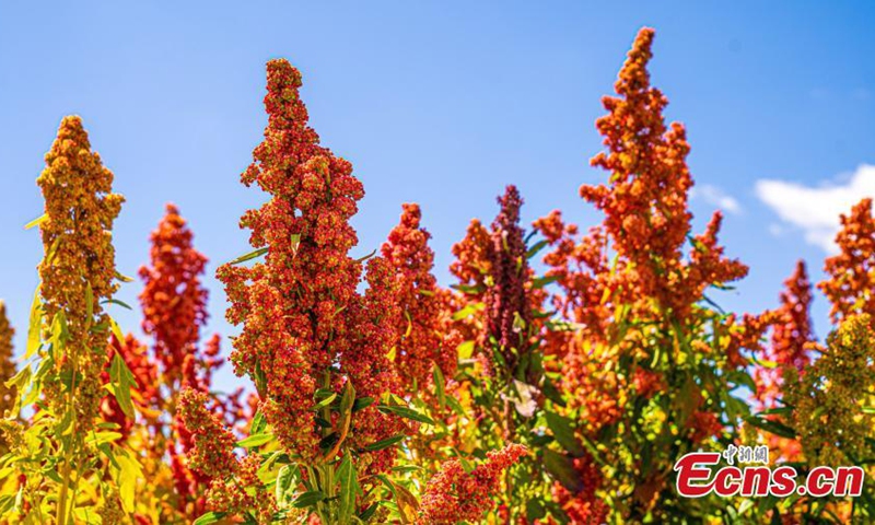 Quinoa has entered harvest season in Wulan county, northwest China's Qinghai Province in Autumn. Quinoa originated in South America and was successfully planted in the Qaidam Basin in 2013. (Photo: China News Service/Ma Xiang)

