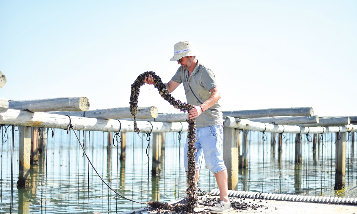 Spanish adviser of Fepromodel Carles Fernandez checks mussel seeds, almost all dead, in a farm near Deltebre, Spain, on August 10, 2022. Photo: AFP