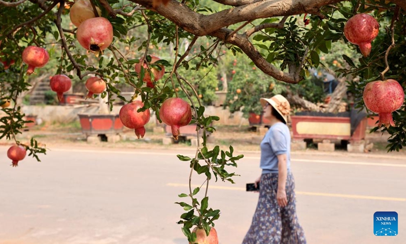 A tourist visits a pomegranate orchard during Mid-Autumn Festival holiday in Zaozhuang, east China's Shandong Province, Sept. 11, 2022.Photo:Xinhua