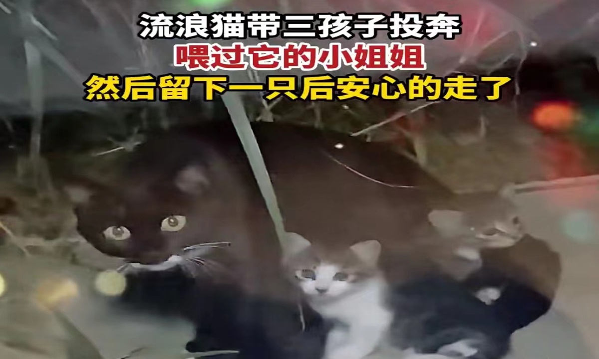 A stray cat in Yantai, East China's Shandong Province, taking its three cubs to a young lady who had fed it before. Source: The Beijing News