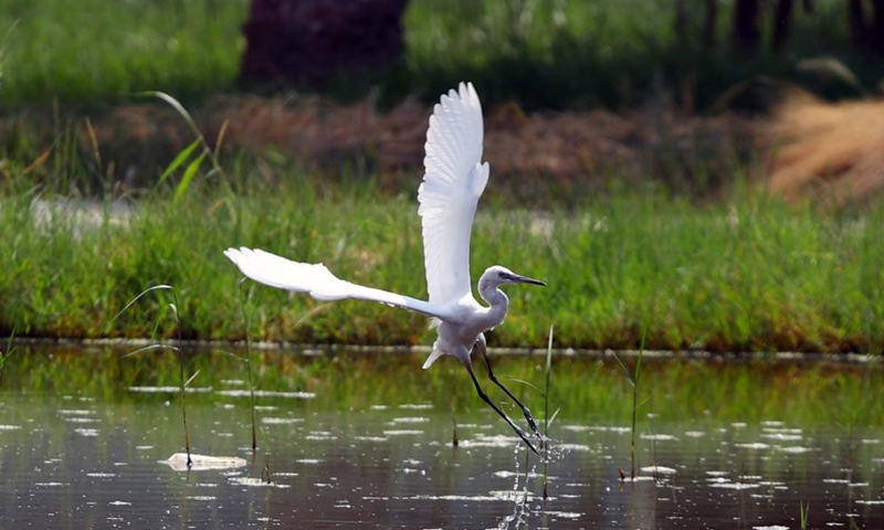 An egret flies over a river in Giza, Egypt, Sept. 17, 2022.Photo:Xinhua