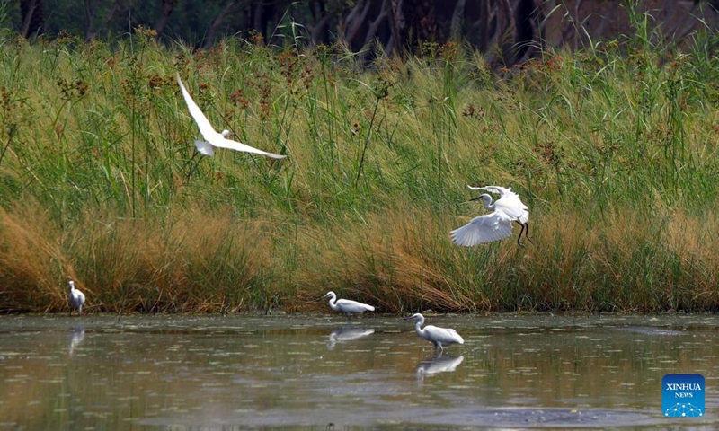 Egrets are seen at a river in Giza, Egypt, Sept. 17, 2022.Photo:Xinhua