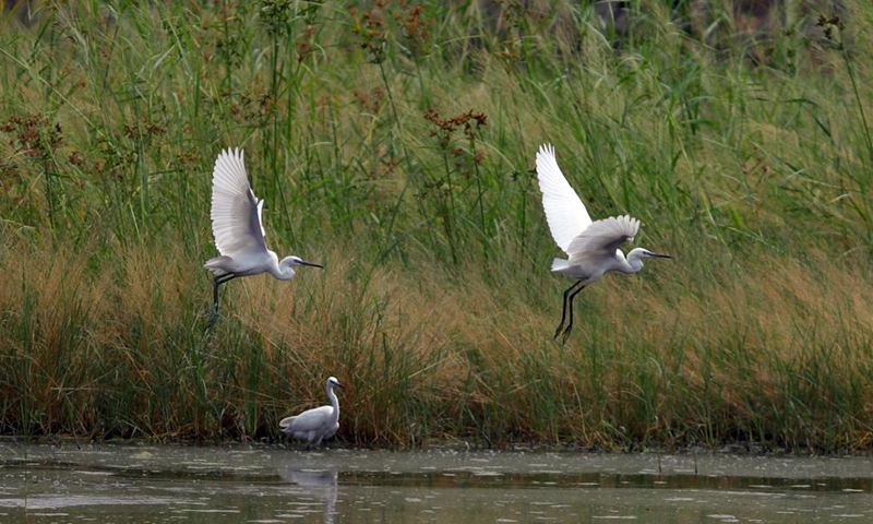 Egrets seen at river in Giza, Egypt - Global Times