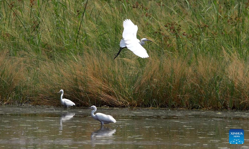 Egrets are seen at a river in Giza, Egypt, Sept. 17, 2022.Photo:Xinhua