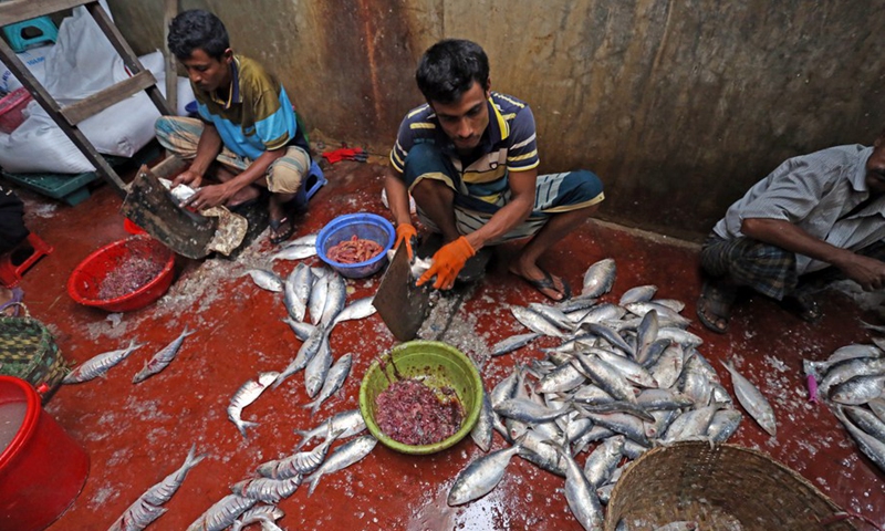 Workers process Hilsa fish with salt at a major fish landing station in Chattogram, Bangladesh, Sept. 15, 2022.Photo:Xinhua