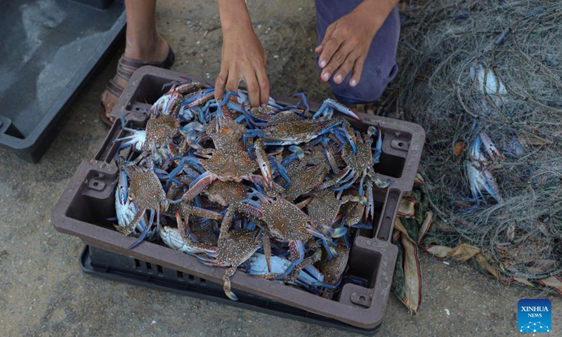 Just-catched crabs are seen at Al-Shati refugee camp in Gaza City, on Sept. 17, 2022.Photo:Xinhua