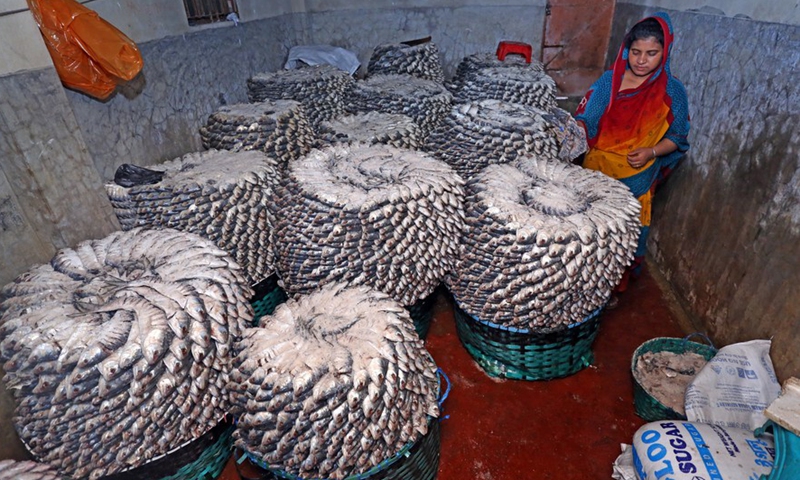 A woman processes Hilsa fish with salt at a major fish landing station in Chattogram, Bangladesh, Sept. 15, 2022.Photo:Xinhua