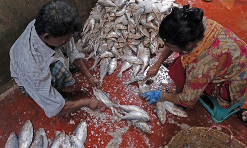 Workers process Hilsa fish with salt at a major fish landing station in Chattogram, Bangladesh, Sept. 15, 2022.Photo:Xinhua