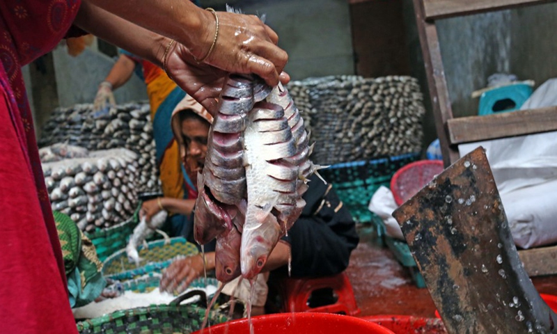 Workers process Hilsa fish with salt at a major fish landing station in Chattogram, Bangladesh, Sept. 15, 2022.Photo:Xinhua