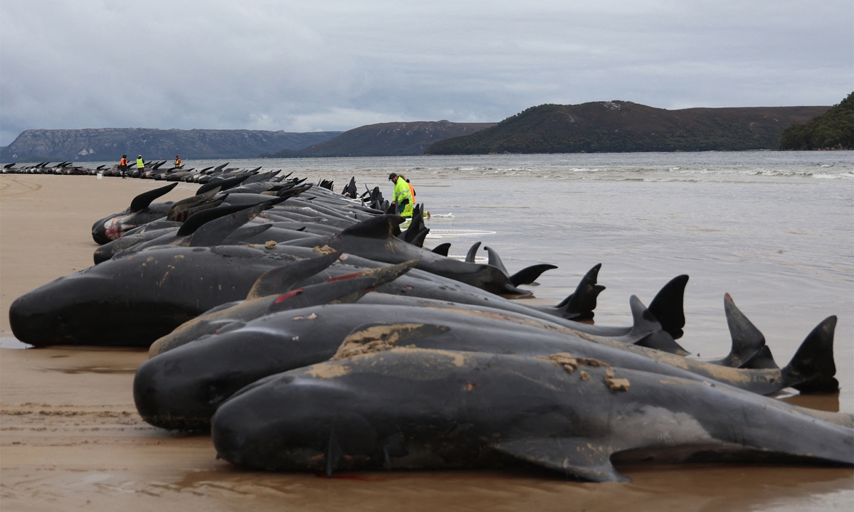 Australia Pilot Whales Death: 477 whales die in ''heartbreaking'' New  Zealand strandings - The Economic Times
