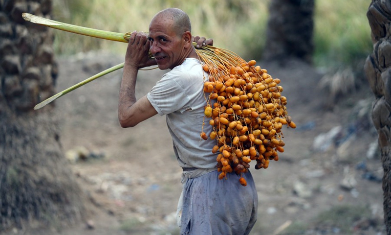 A farmer carries newly-harvested dates from a tree at Dahshur village in Giza, Egypt, on Sept. 21, 2022.(Photo: Xinhua)