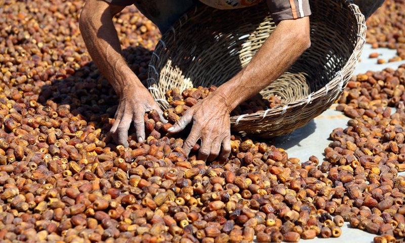 A farmer dries dates at Dahshur village in Giza, Egypt, on Sept. 21, 2022.(Photo: Xinhua)