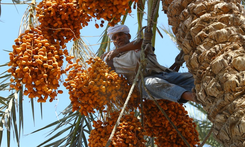 A farmer harvests dates at Dahshur village in Giza, Egypt, on Sept. 21, 2022.(Photo: Xinhua)