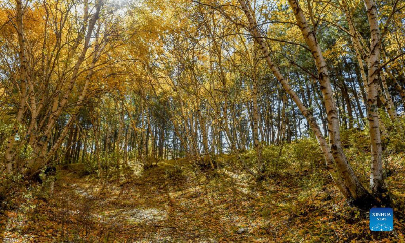 Photo taken on Oct. 2, 2022 shows the autumn scenery of Daqing Mountain in Wuchuan County of Hohhot, north China's Inner Mongolia Autonomous Region. (Xinhua/Lian Zhen)