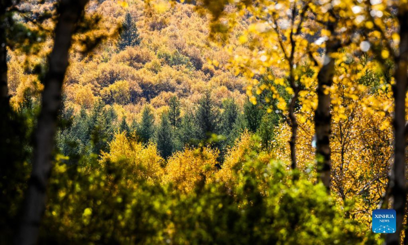 Photo taken on Oct. 2, 2022 shows the autumn scenery of Daqing Mountain in Wuchuan County of Hohhot, north China's Inner Mongolia Autonomous Region. (Xinhua/Lian Zhen)