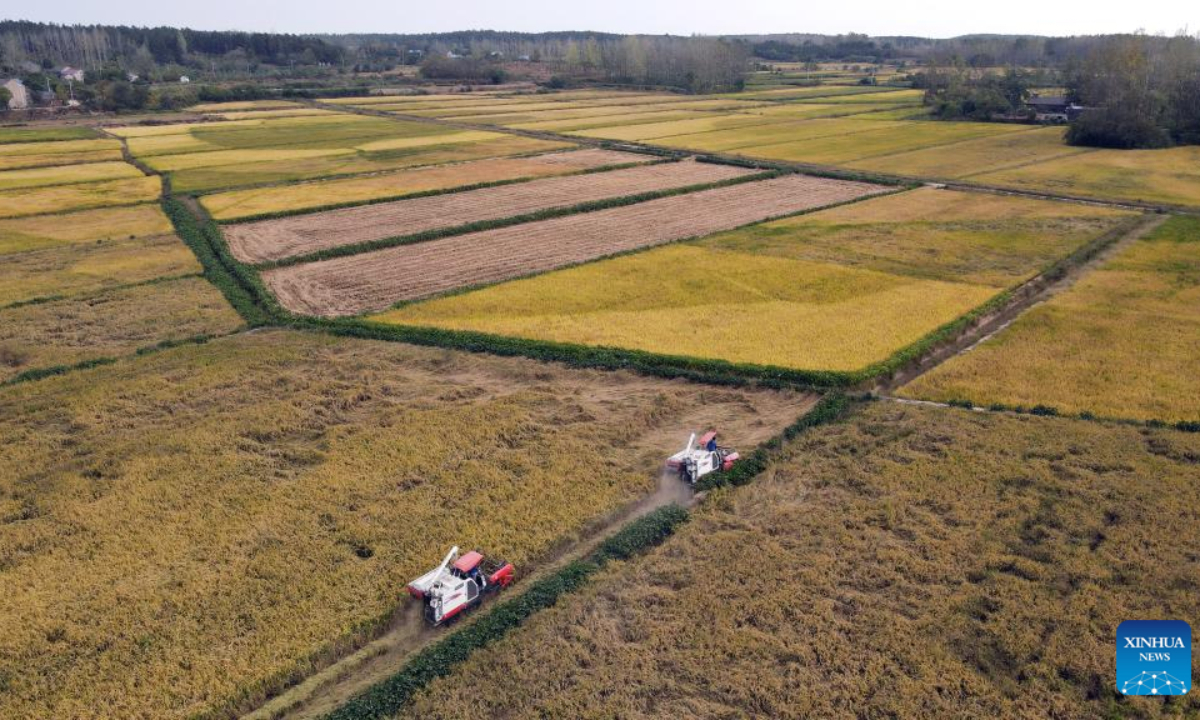 Aerial photo taken on Sep 29, 2022 shows paddy fields in Gucheng Town of Hefei, east China's Anhui Province. Photo:Xinhua