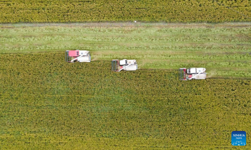 Aerial photo taken on Sept. 21, 2022 shows harvesters working in a paddy field in Xinhua Village of Chongzhou, southwest China's Sichuan Province. (Xinhua/Xu Bingjie)