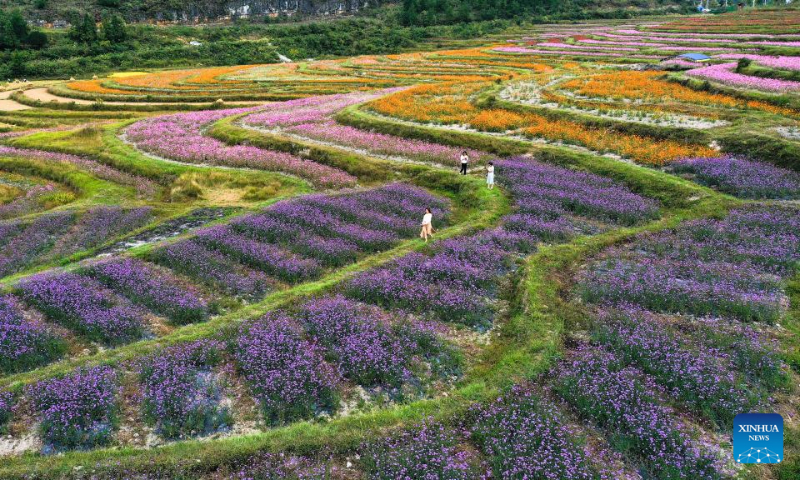 Aerial photo taken on Oct. 6, 2022 shows flowers at a comprehensive agricultural base in Qiantao Township of Huaxi District, Guiyang, southwest China's Guizhou Province. (Xinhua/Yang Wenbin)