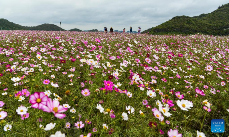 Tourists visit a flower field at a comprehensive agricultural base in Qiantao Township of Huaxi District, Guiyang, southwest China's Guizhou Province, Oct. 6, 2022. (Xinhua/Yang Wenbin)