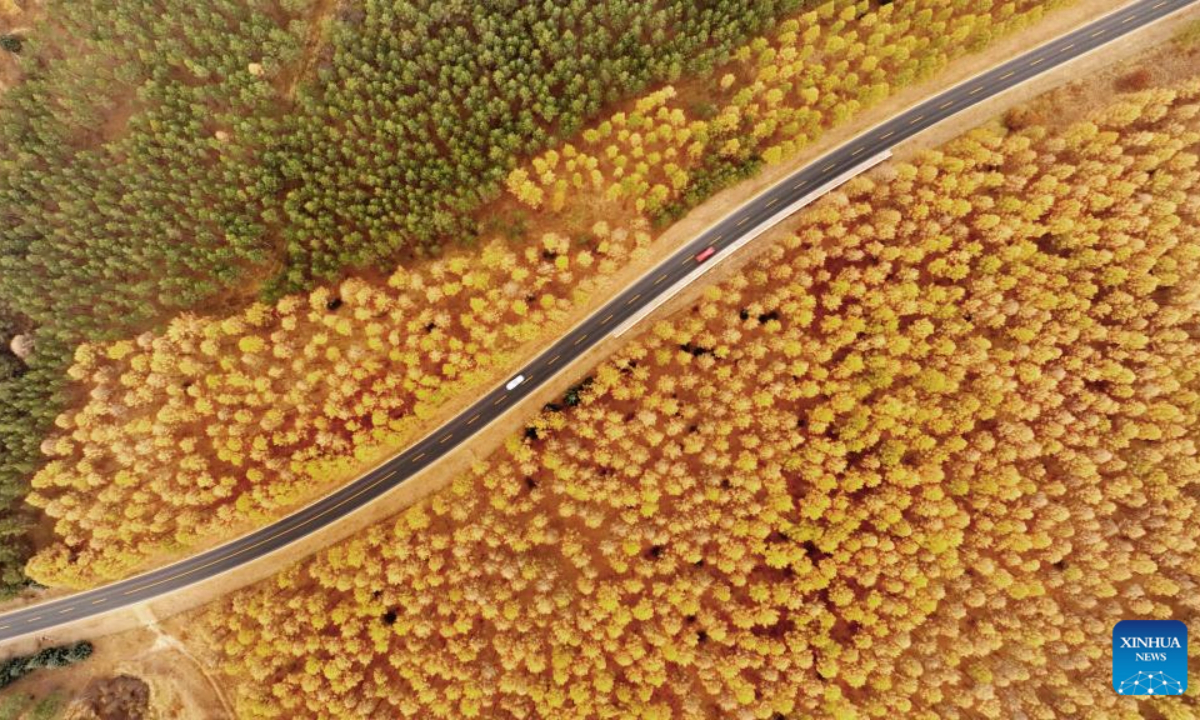 Aerial photo taken on Oct 2, 2022 shows the scenery at Saihanba National Forest Park in Chengde City, north China's Hebei Province. Photo:Xinhua