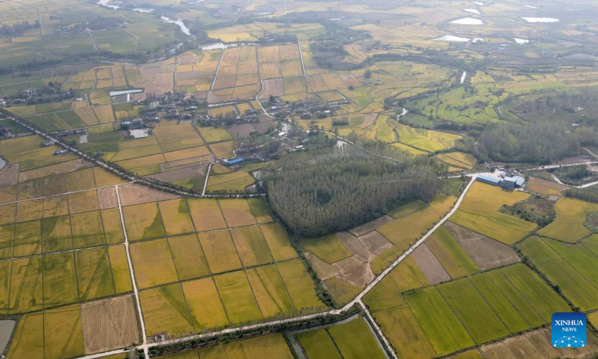 Aerial photo taken on Sep 29, 2022 shows paddy fields in Gucheng Town of Hefei, east China's Anhui Province. Photo:Xinhua