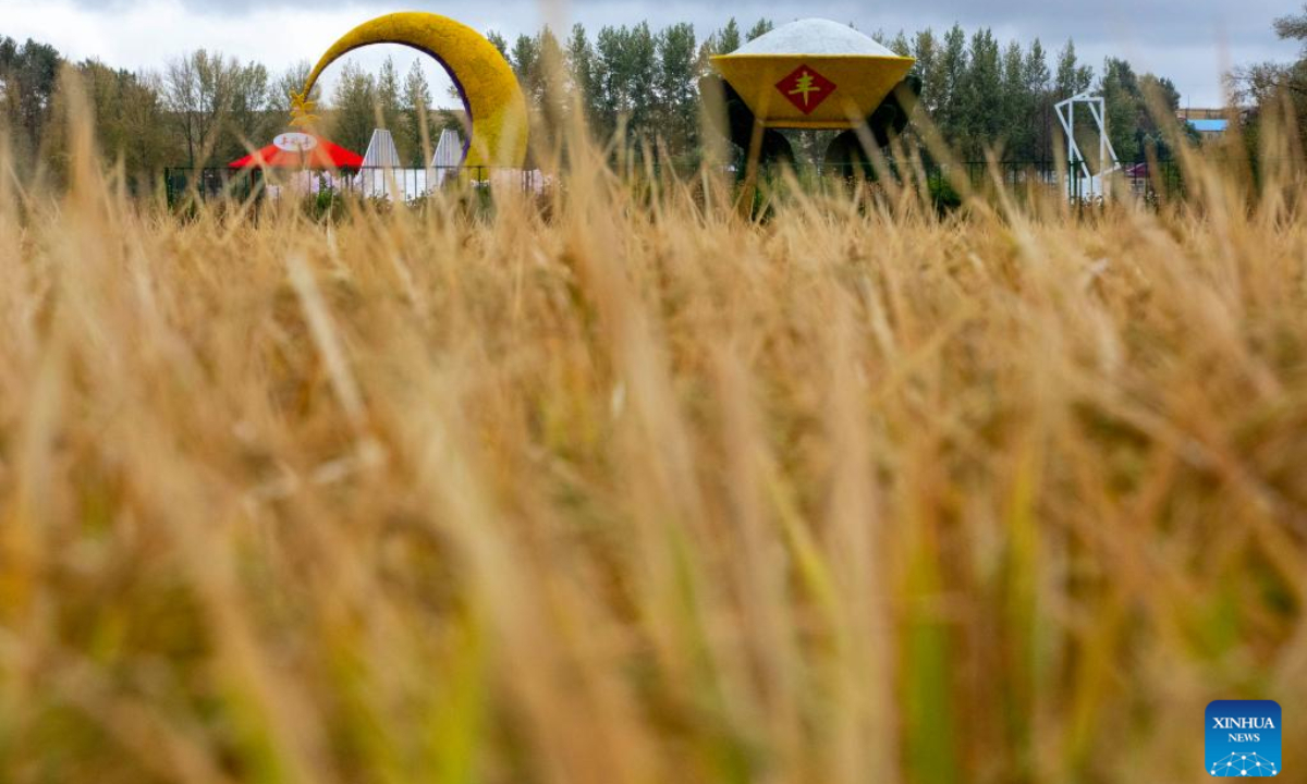 Photo taken on Oct. 3, 2022 shows a paddy field of Yanjiagang Farm Co., Ltd. of Beidahuang Group in northeast China's Heilongjiang Province. (Xinhua/Zhang Tao)
