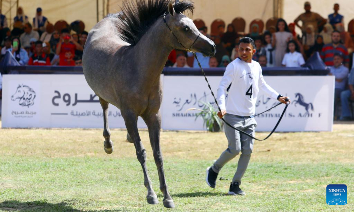 A breeder leads a horse at an Arabian horse beauty contest during the Sharqia Arabian Horses Festival in Sharqia province, Egypt, Sep 29, 2022. The two-day horses festival started on Thursday here with the participation of 96 Arabian horses. Photo:Xinhua