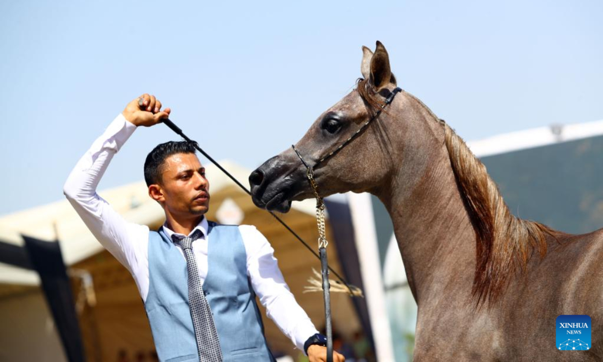 A breeder leads a horse at an Arabian horse beauty contest during the Sharqia Arabian Horses Festival in Sharqia province, Egypt, Sep 29, 2022. The two-day horses festival started on Thursday here with the participation of 96 Arabian horses. Photo:Xinhua