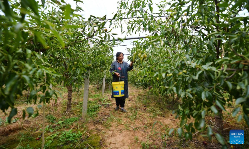 A villager picks winter jujubes at a greenhouse in Xiaopo Village of Dali County, northwest China's Shaanxi Province, Sept. 22, 2020. (Xinhua/Zhang Bowen)