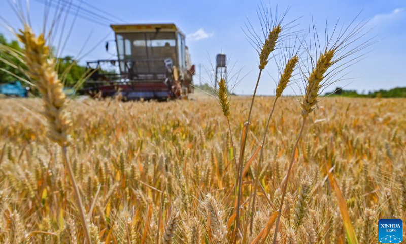 A harvester shuttles through wheat fields in Qingzhou city, East China's Shandong Province, June 7, 2022. Photo: Xinhua