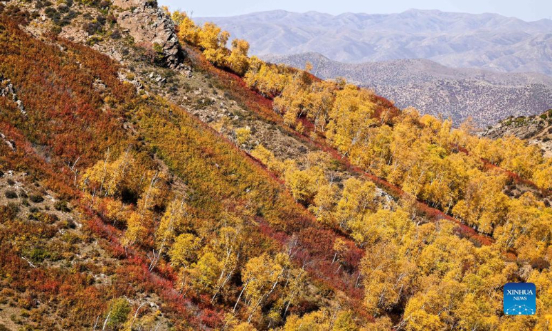 Photo taken on Oct. 2, 2022 shows the autumn scenery of Daqing Mountain in Wuchuan County of Hohhot, north China's Inner Mongolia Autonomous Region. (Xinhua/Lian Zhen)