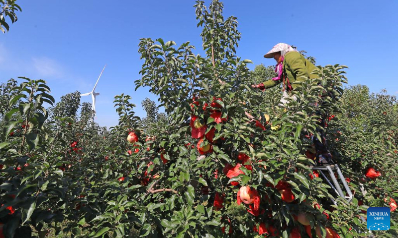 A farmer removes the bags covering apples at an orchard in Fangjiatun Town, Kangping County, Shenyang City, northeast China's Liaoning Province, Sept. 21, 2022. Kangping County has witnessed bumper harvests of its landmark products millet, apple and sweet potato, with planting areas of 5,000 mu (about 333 hectares) , 35,000 mu (about 2,333 hectares) and 20,000 mu (about 1,333 hectares) respectively. (Xinhua/Yang Qing)