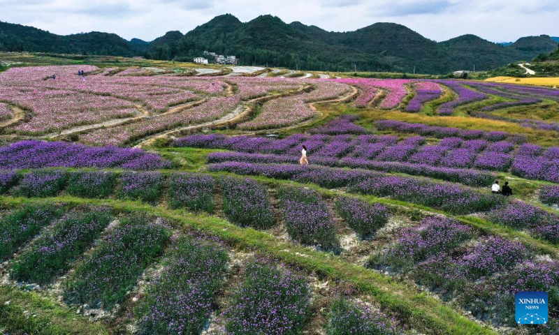 Aerial photo taken on Oct. 6, 2022 shows flowers at a comprehensive agricultural base in Qiantao Township of Huaxi District, Guiyang, southwest China's Guizhou Province. (Xinhua/Yang Wenbin)