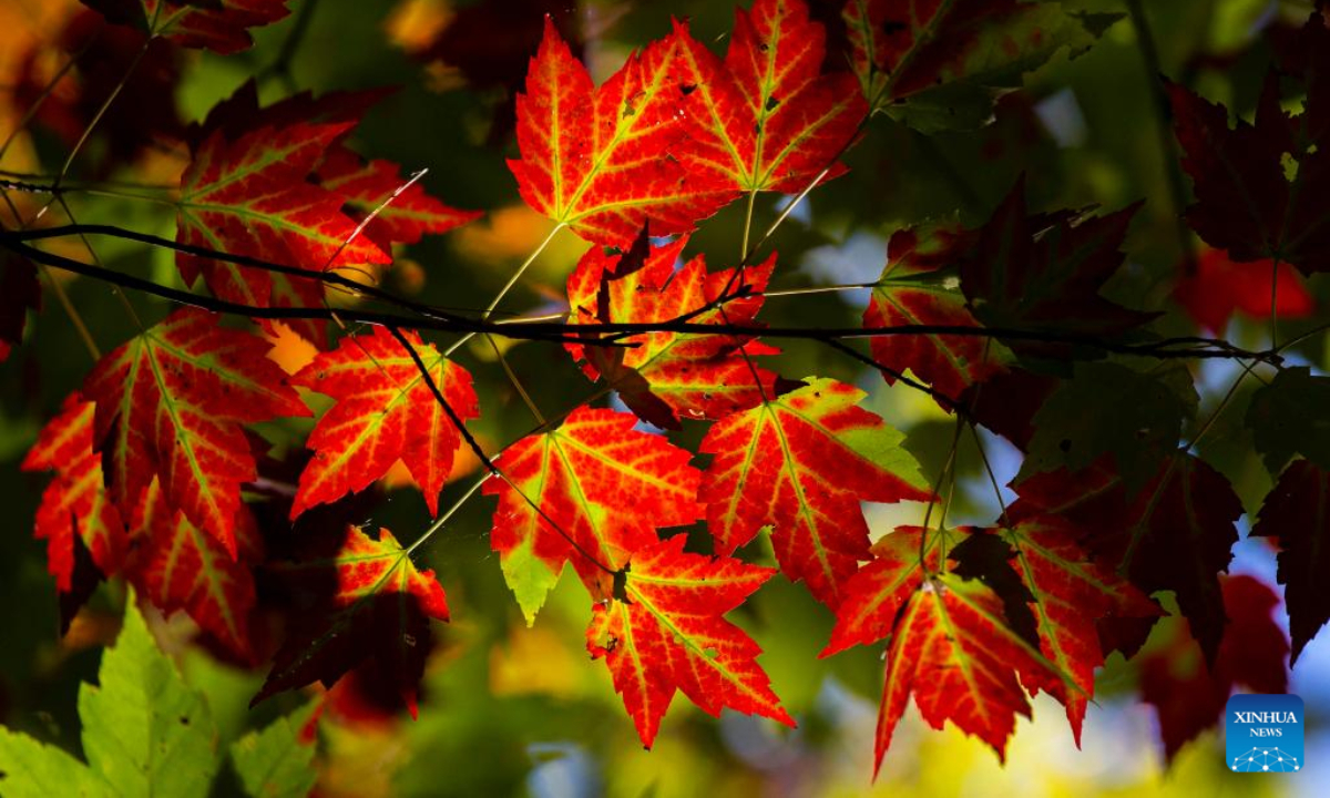 Leaves turn red in a park near Highway 60 in Ontario, Canada, Oct 3, 2022. Photo:Xinhua