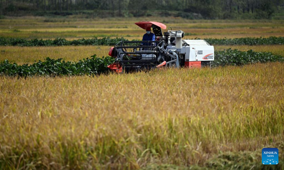 Aerial photo taken on Sep 29, 2022 shows paddy fields in Gucheng Town of Hefei, east China's Anhui Province. Photo:Xinhua